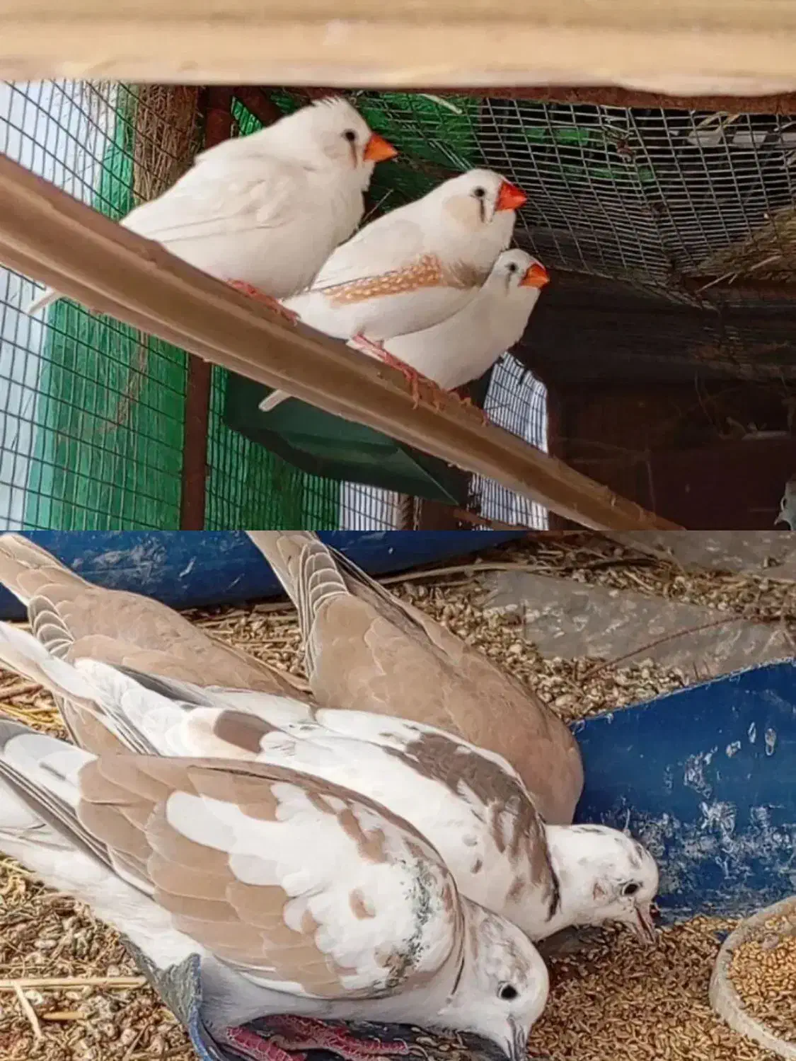 فنچ ۳۰۰ و کپوت ۴۰۰/ جالق|پرنده|سراوان, |دیوار