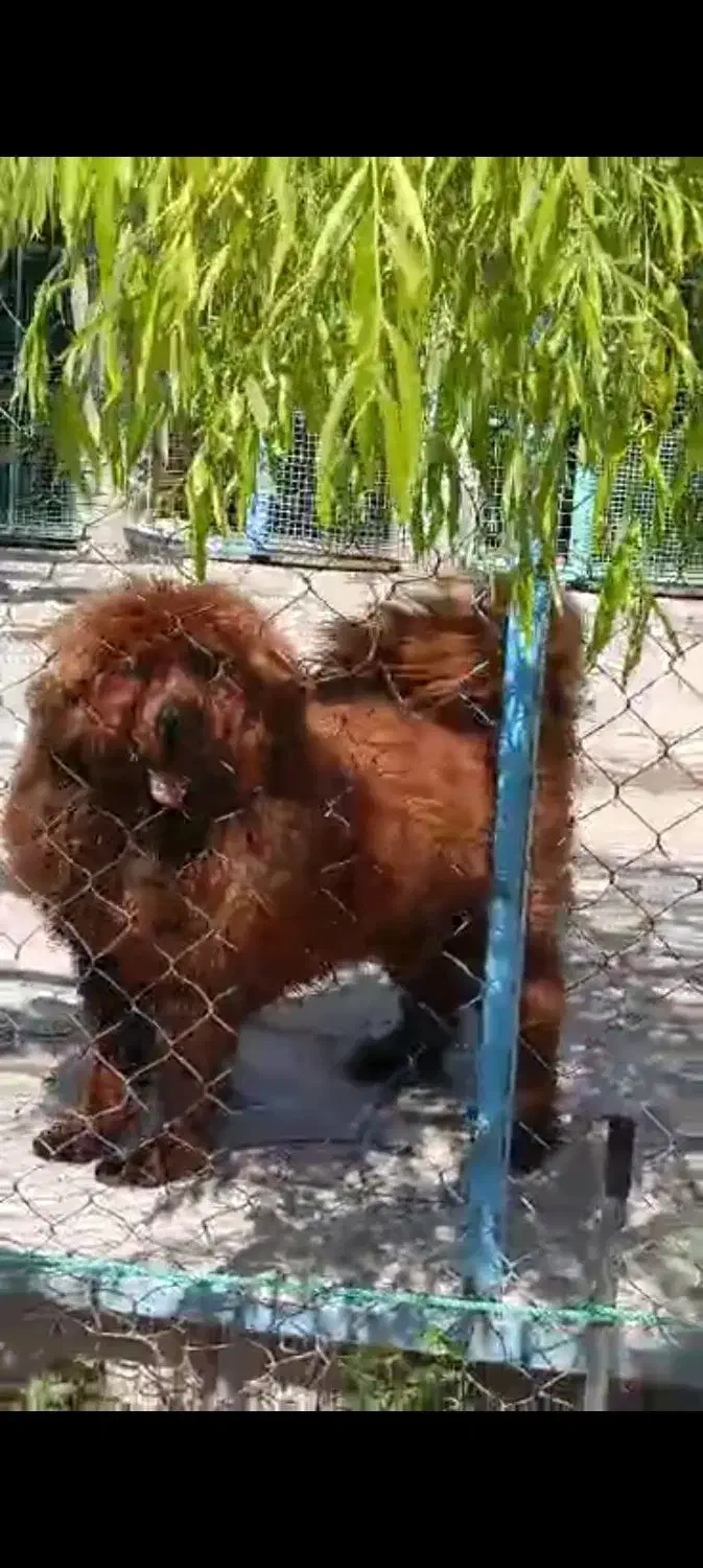 سگ ماستیف تبتی|سگ|اصفهان, سرچشمه|دیوار