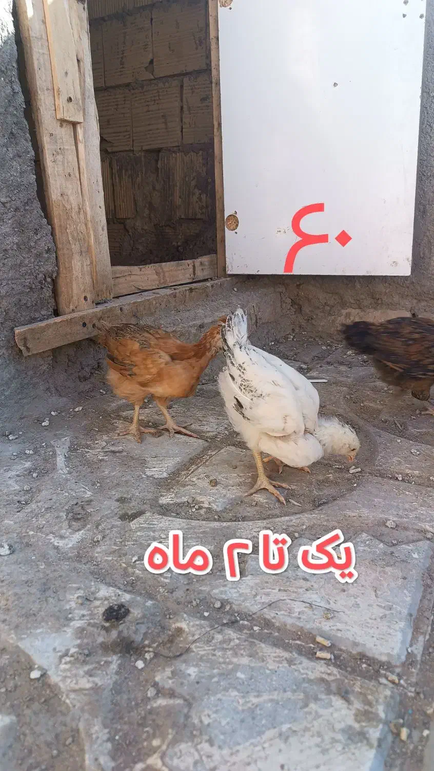 جوجه مرغ و خروس محلی|حیوانات مزرعه|سلامی, |دیوار