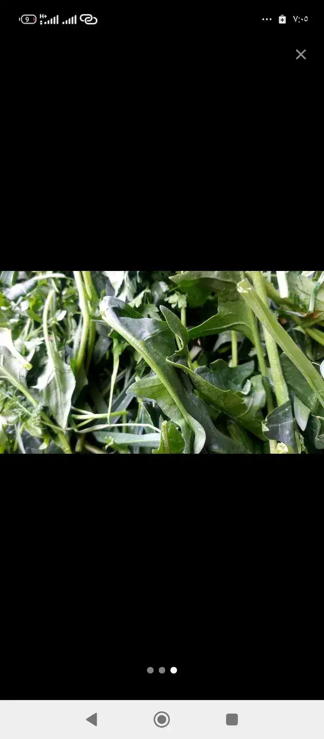 انواع سبزی خورشتی|خوردنی و آشامیدنی|اهواز, سیاحی(سه راه خرمشهر)|دیوار