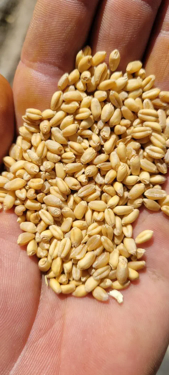 ۱۰تن گندم ابی بذری|خدمات باغبانی و درختکاری|بروجرد, |دیوار