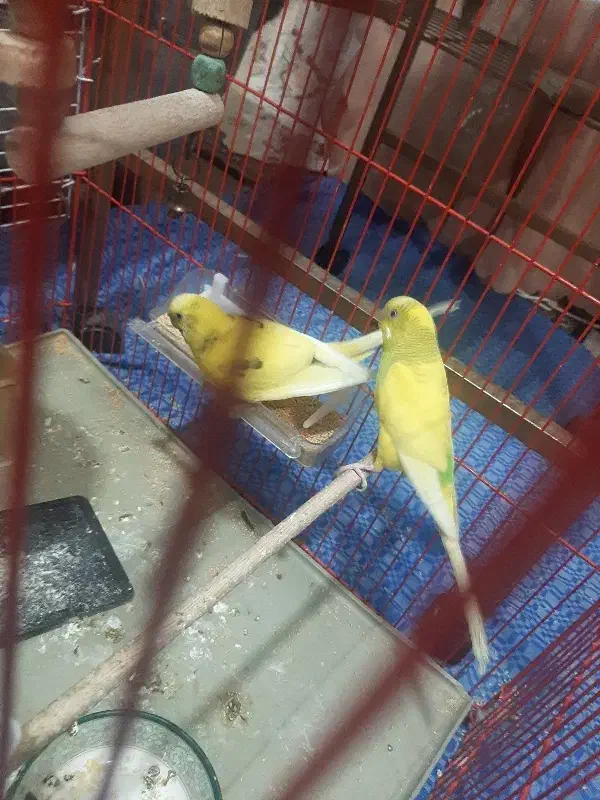 مرغ عشق باجوجه|پرنده|کرج, فاز ۱ مهرشهر|دیوار