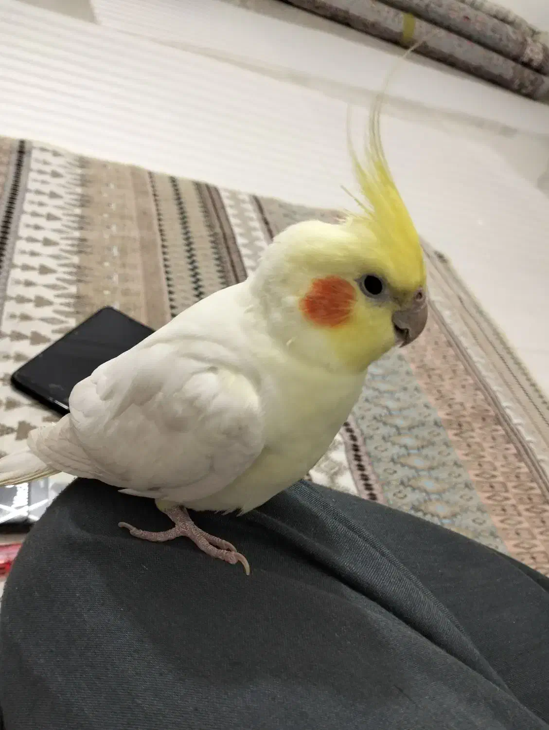 عروس هلندی سالم و بازیگوش سخنگو|پرنده|بیجار, |دیوار