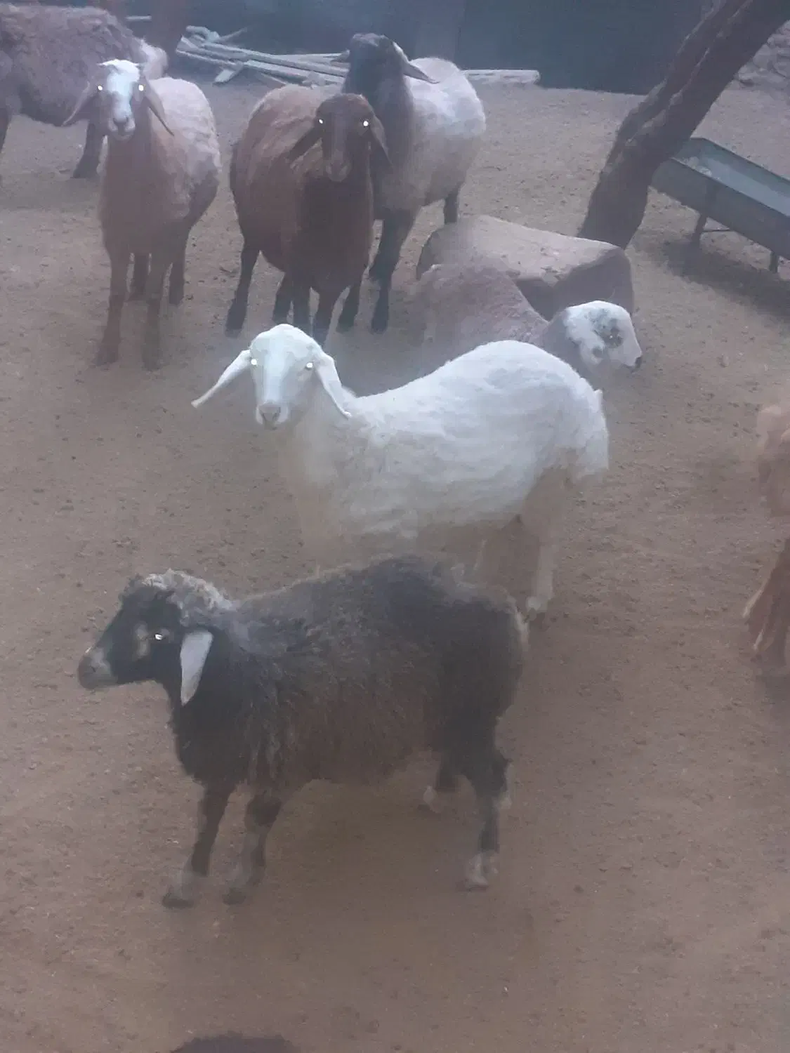 گوسفند زنده بره نر و ماده|حیوانات مزرعه|بجنورد, |دیوار