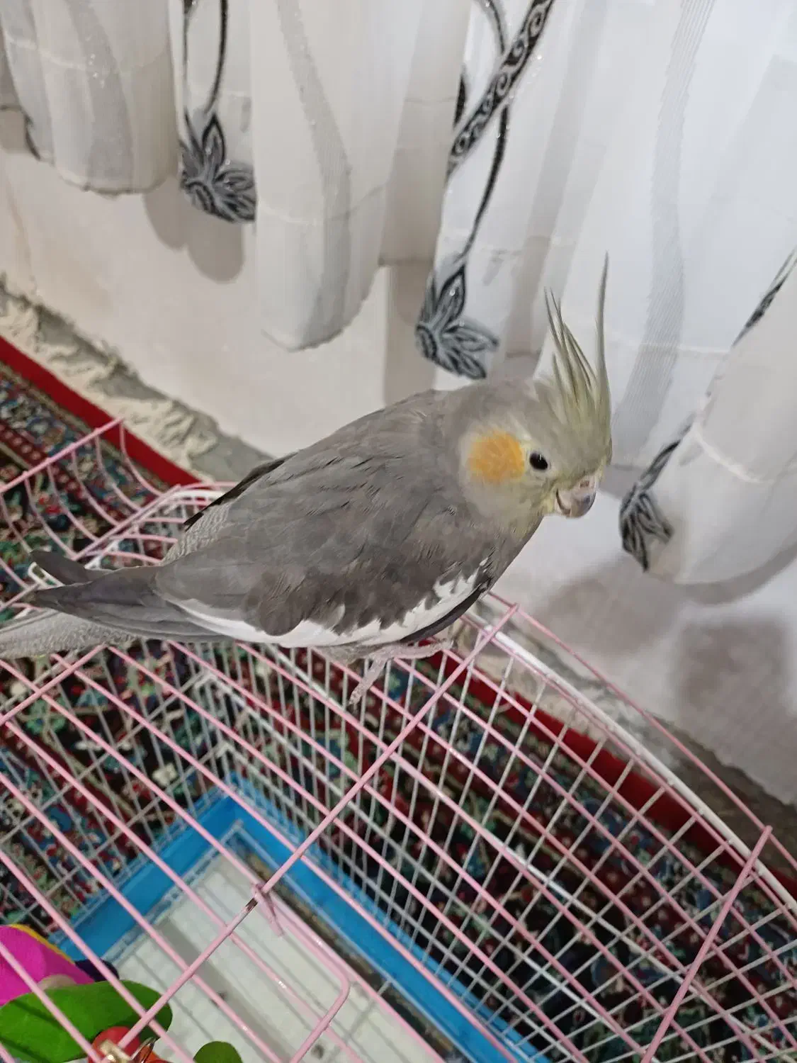 عروس هلندی|پرنده|مریوان, |دیوار