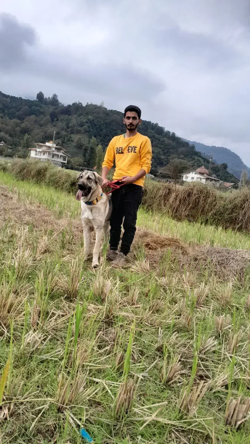 واگذاری ماده پژدر ،عراقی|سگ|رودسر, |دیوار