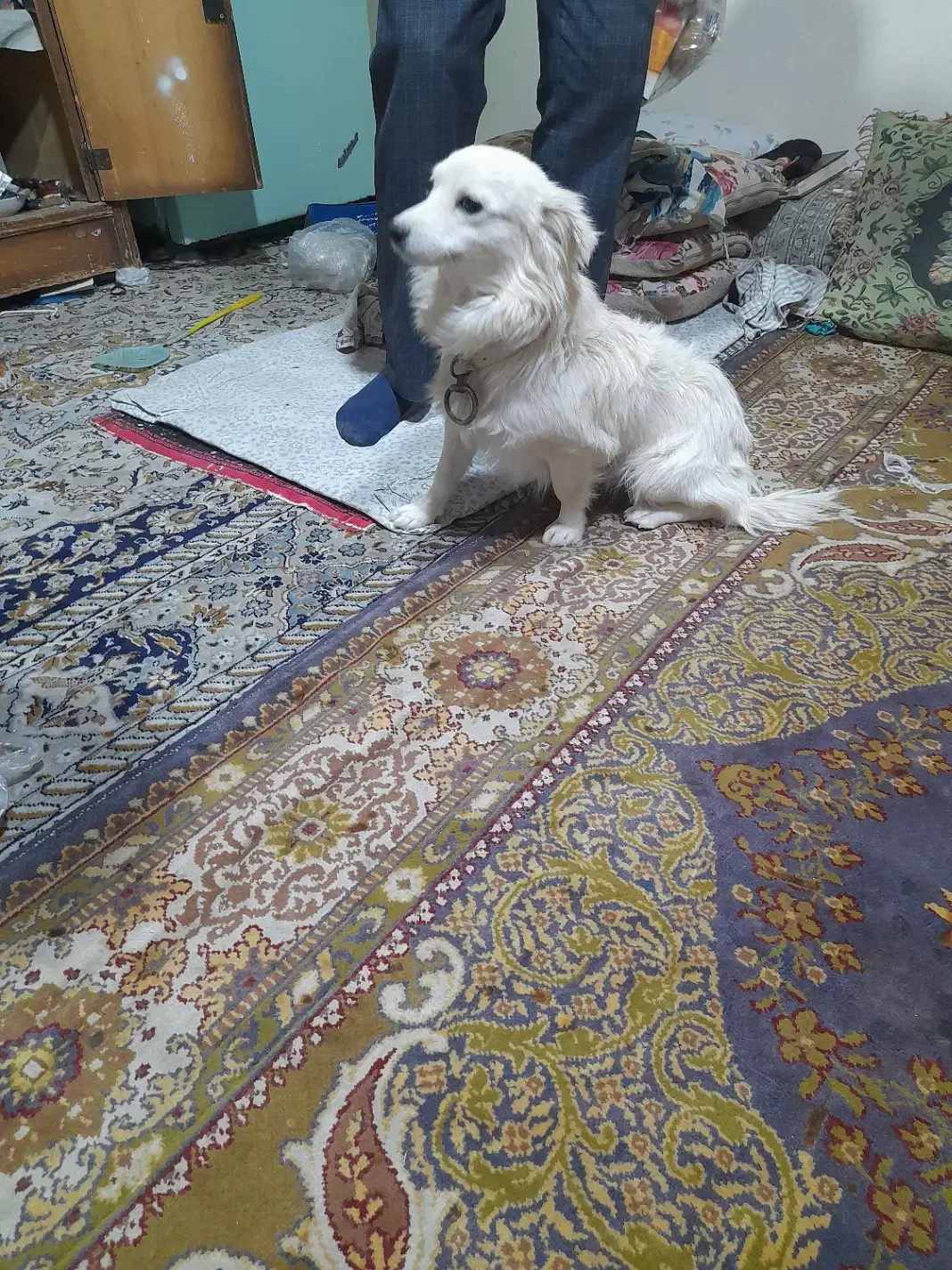 سگ پا کوتاه|سگ|کمیجان, |دیوار