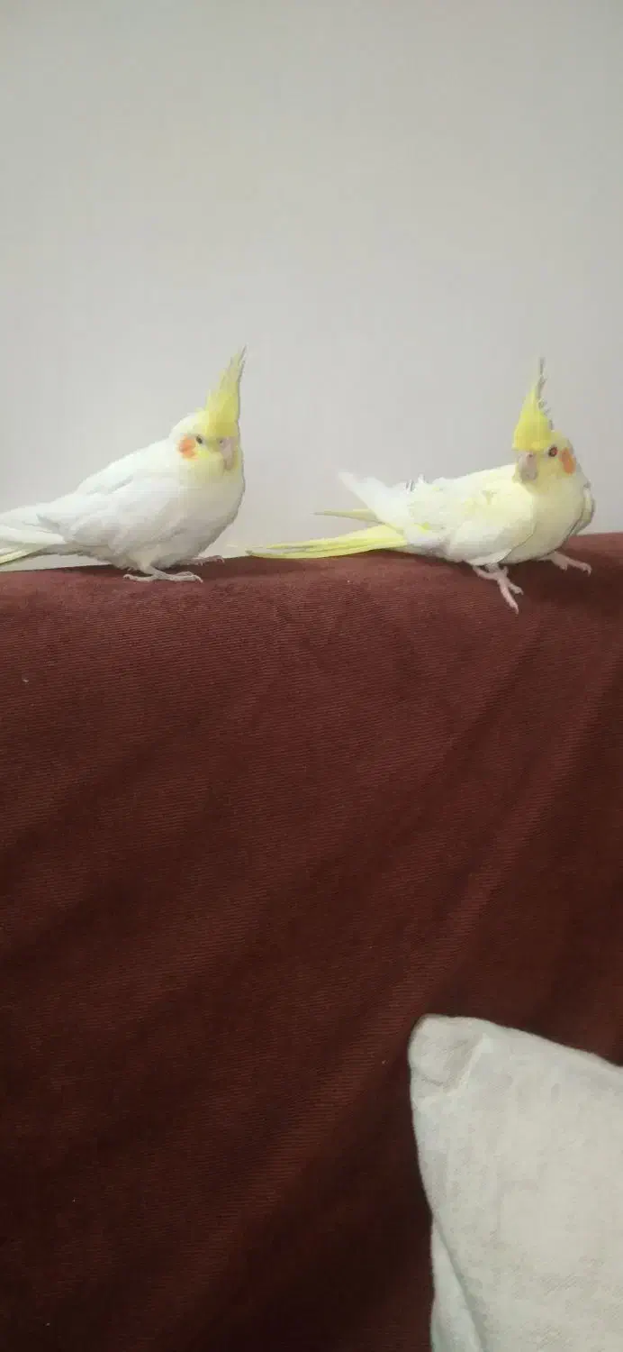 عروس هلندی لوتینو نروماده بالغ|پرنده|چابهار, |دیوار