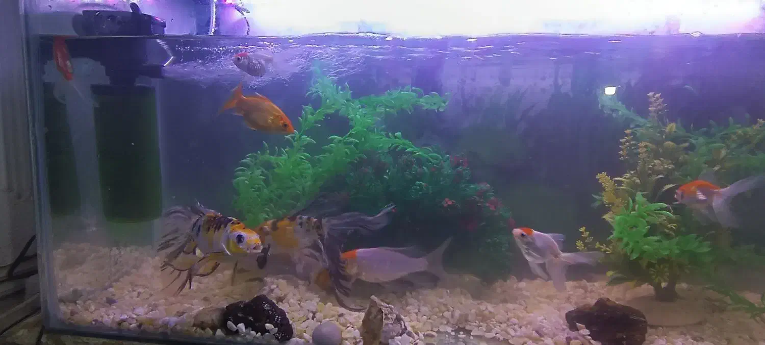 آکواریوم با تمام لوازم|ماهی|مشهد, گاز|دیوار