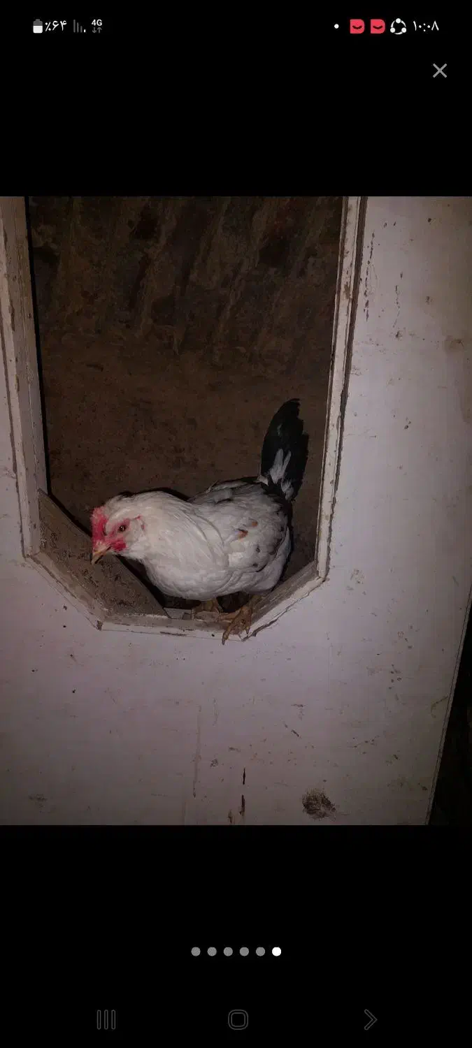 خروس|حیوانات مزرعه|ملایر, |دیوار