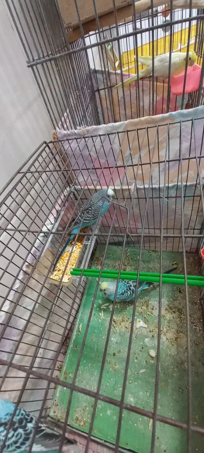 مرغ عشق|پرنده|رباطکریم, الارد|دیوار