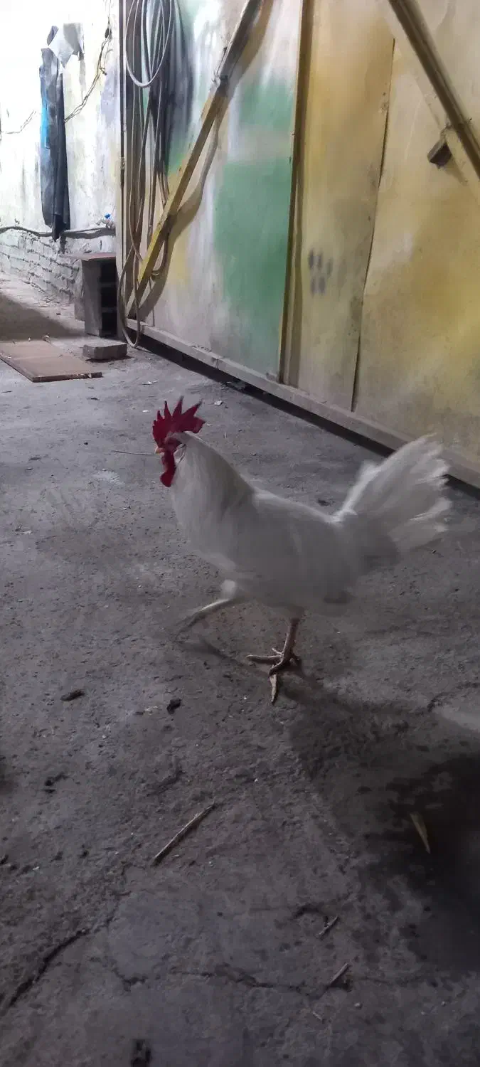 یک عدد خروس جوان|حیوانات مزرعه|پاکدشت, پاکدشت (مامازند)|دیوار