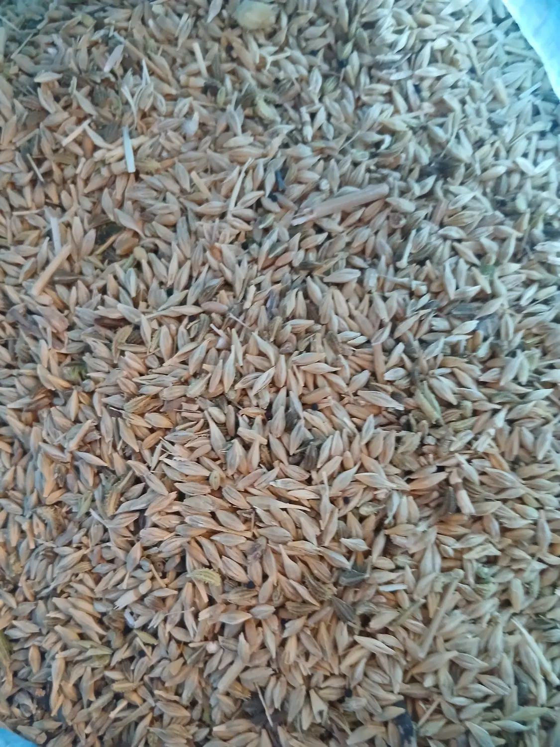 گندم|خوردنی و آشامیدنی|تیران, |دیوار