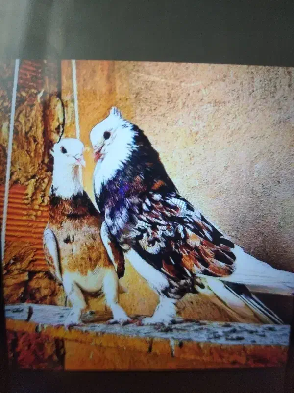 کبوتر حراج|حراج|آستانه اشرفیه, |دیوار