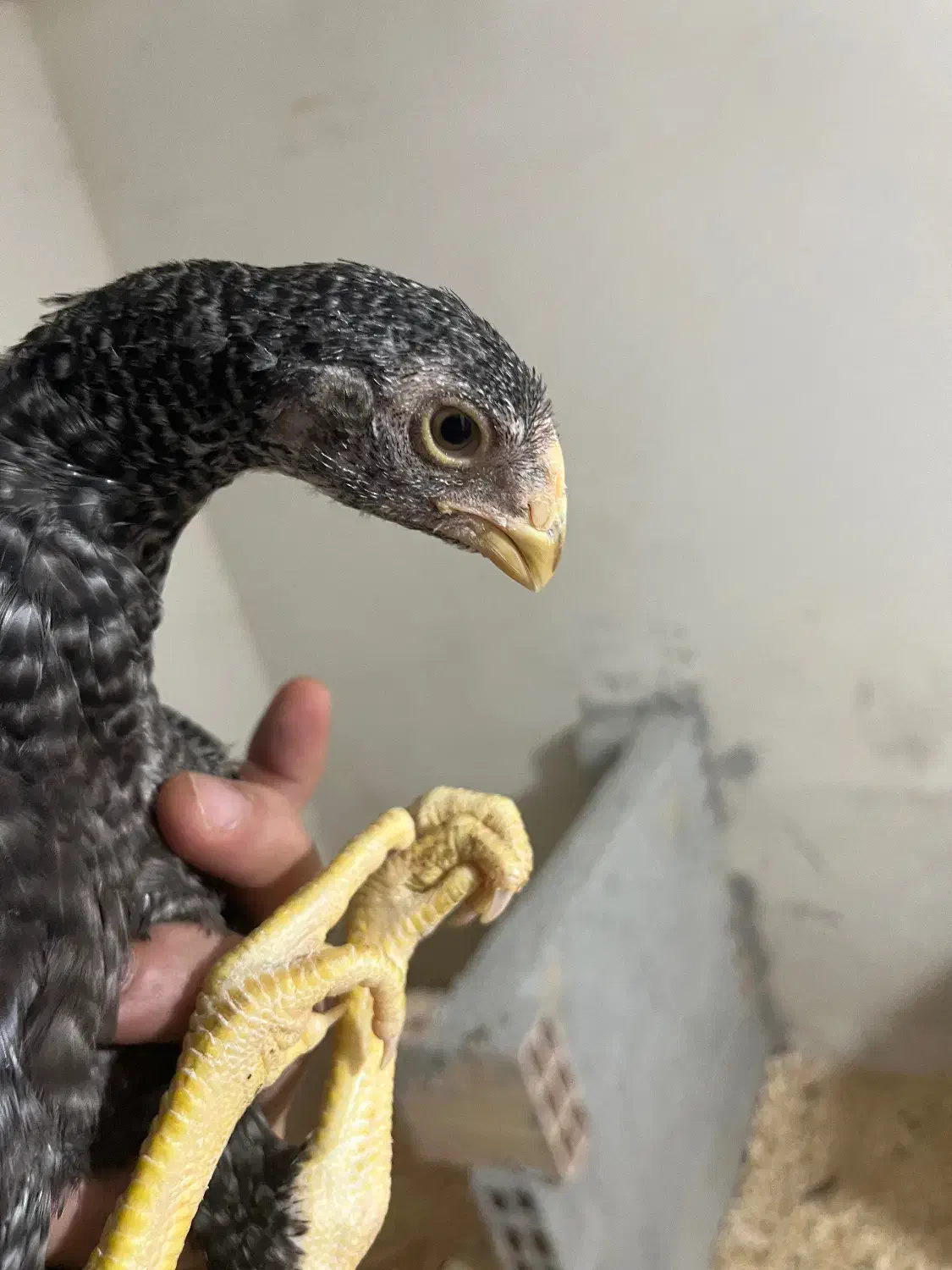 جوجه لاری هندی|حیوانات مزرعه|رشت, پل تالشان|دیوار