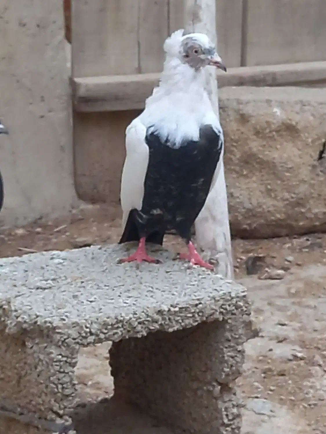 دمبی|پرنده|شادگان, |دیوار