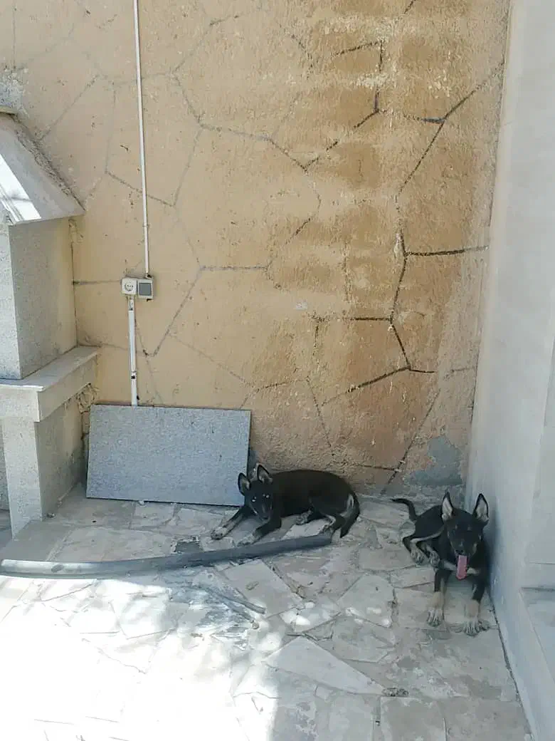 سگ ژرمن گرگی|سگ|مشهد, کلاته برفی|دیوار