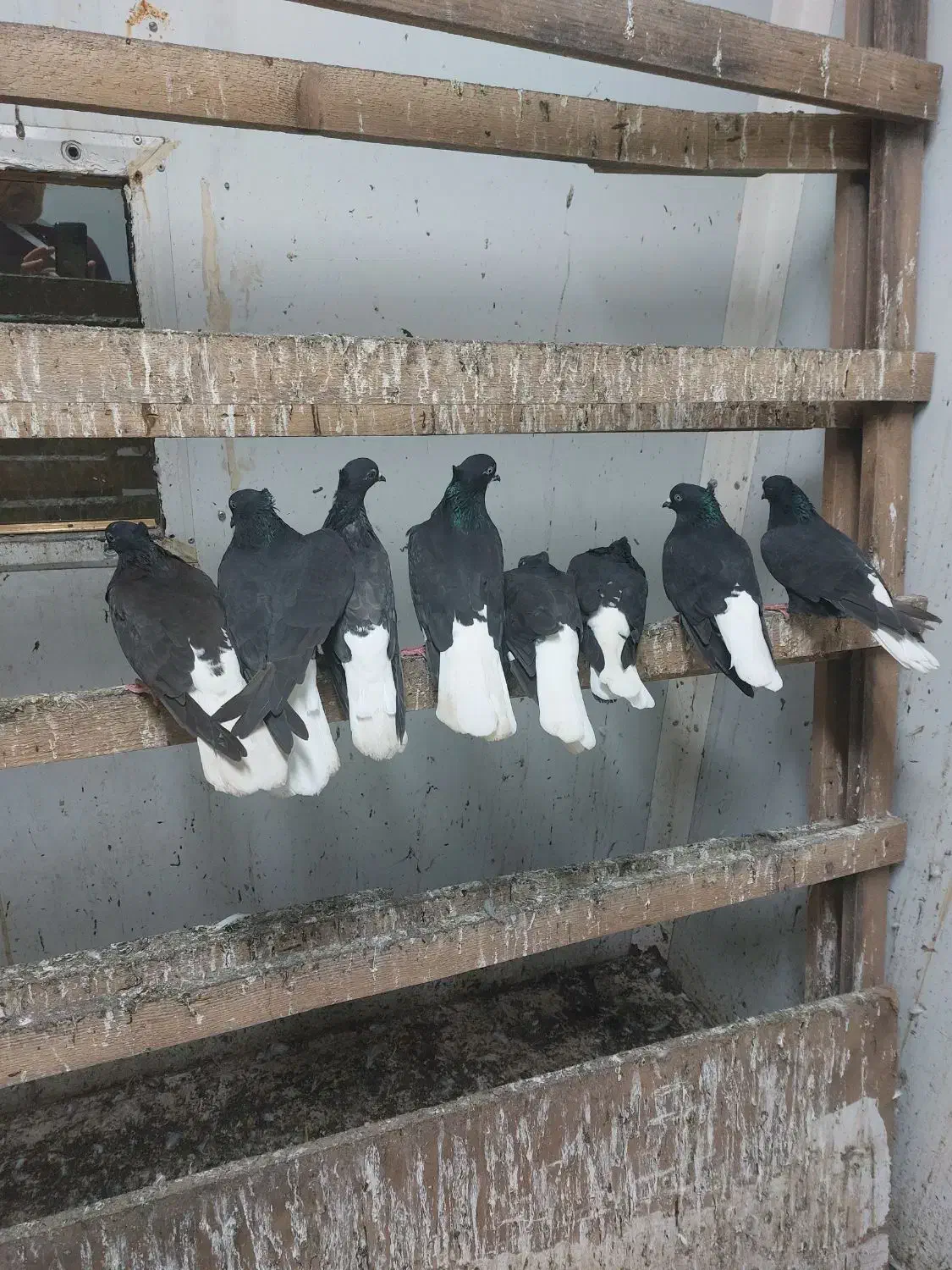 کبوتر دم سفید|پرنده|رشت, جانبازان|دیوار