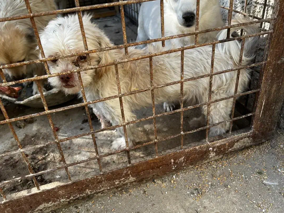 سگ پاکوتاه نر|سگ|هشتگرد, تهران دشت|دیوار