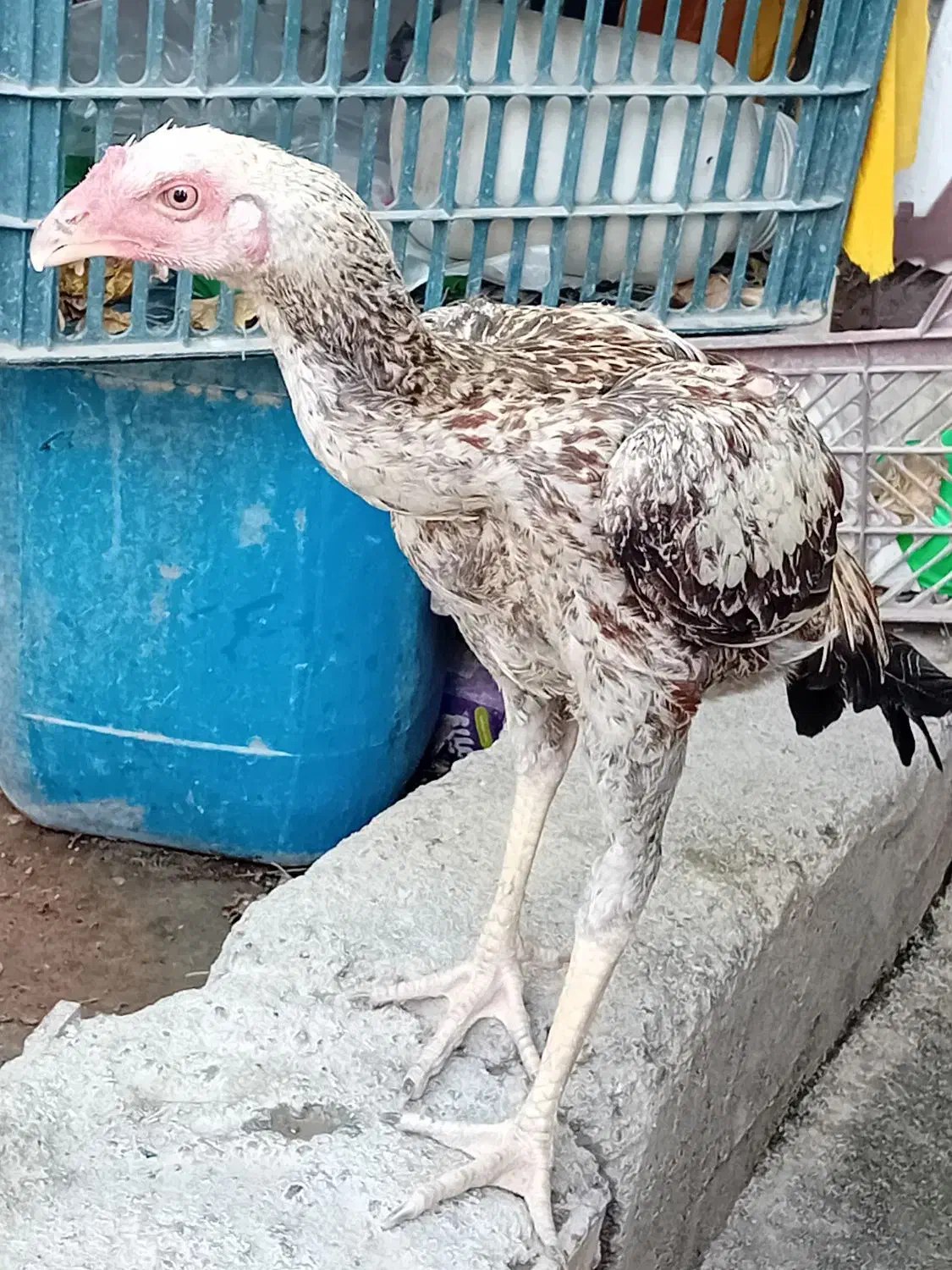 خروس|حیوانات مزرعه|میناب, |دیوار