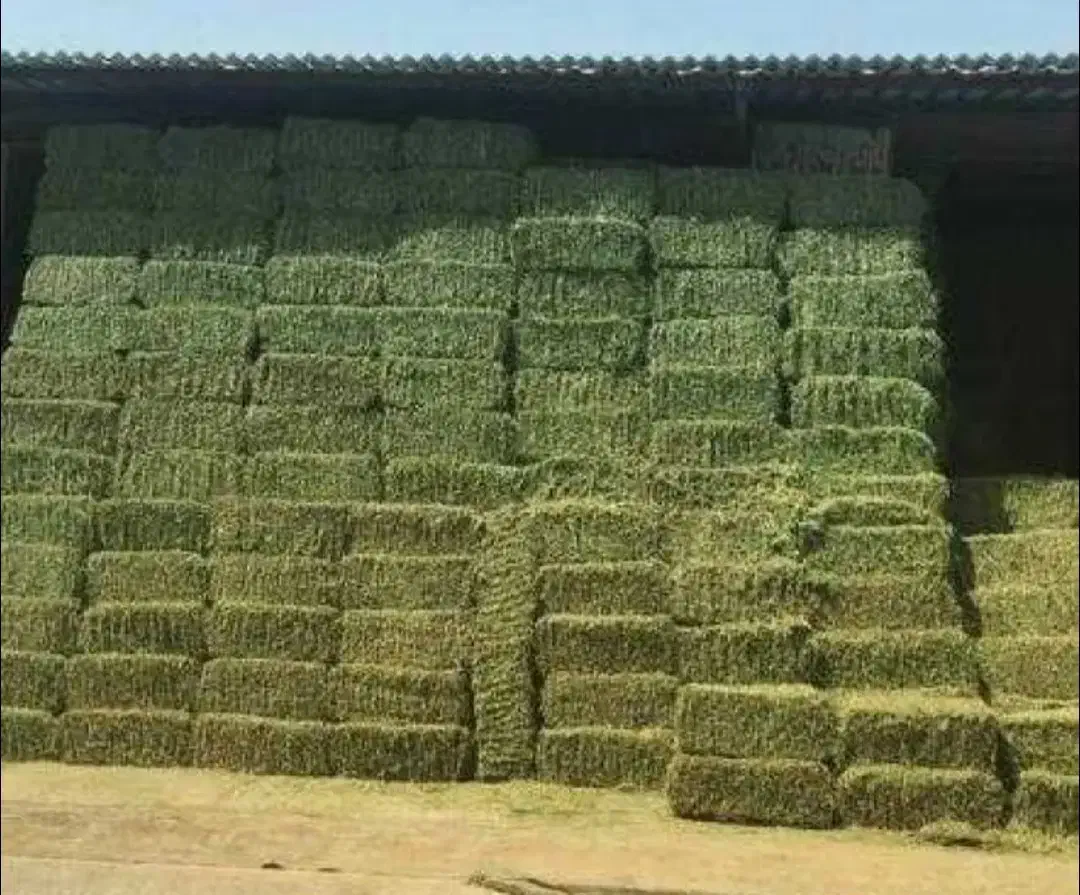 بیده خشک یارانه ای و زیر قیمت بازار|عمده‌فروشی|قائن, |دیوار