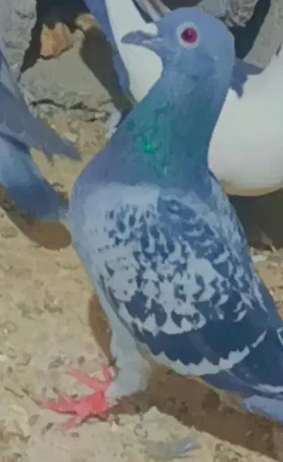 2000|پرنده|هیرمند, |دیوار