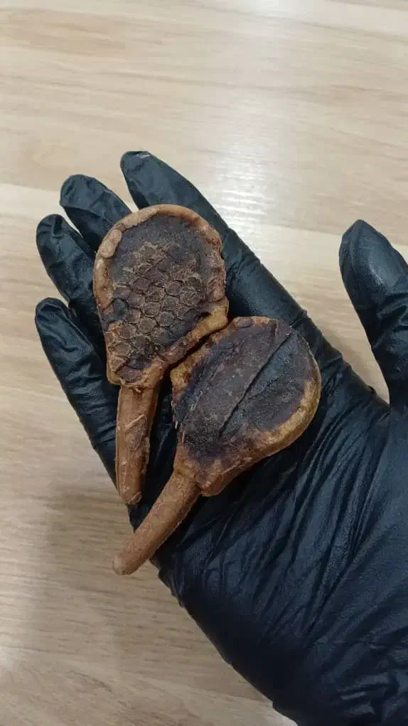 سگ پیدا شده|سگ|بوشهر, |دیوار