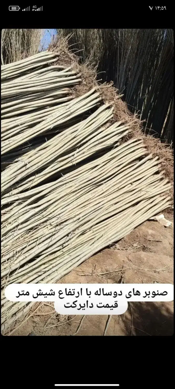 فروش نهال صنوبر و کبوده یک ساله و دوساله|خدمات باغبانی و درختکاری|اصفهان, شاهزاده ابراهیم|دیوار