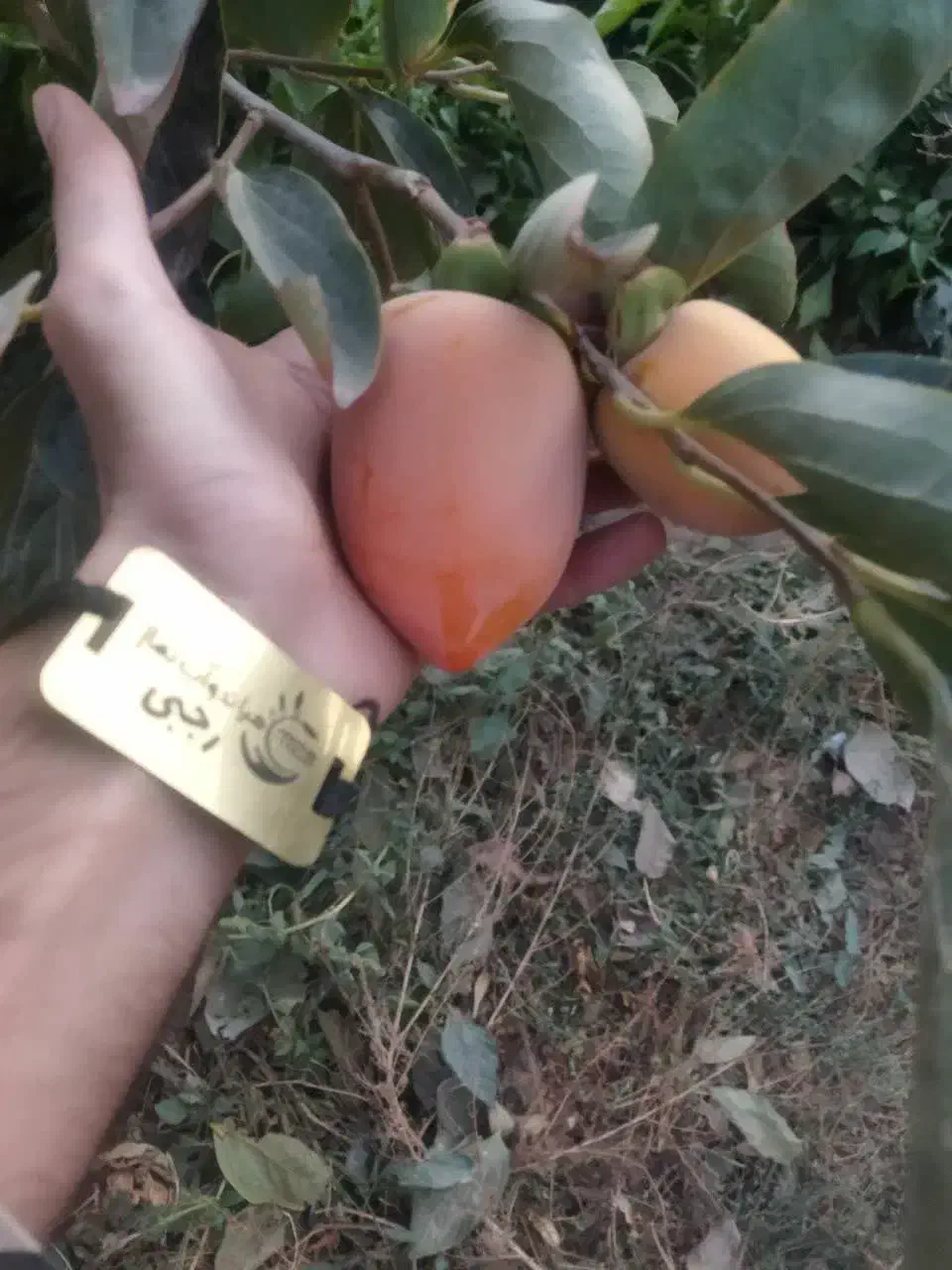 پیشفروش نهال لیبل دار خرمالو موزی|خدمات باغبانی و درختکاری|گلپایگان, |دیوار