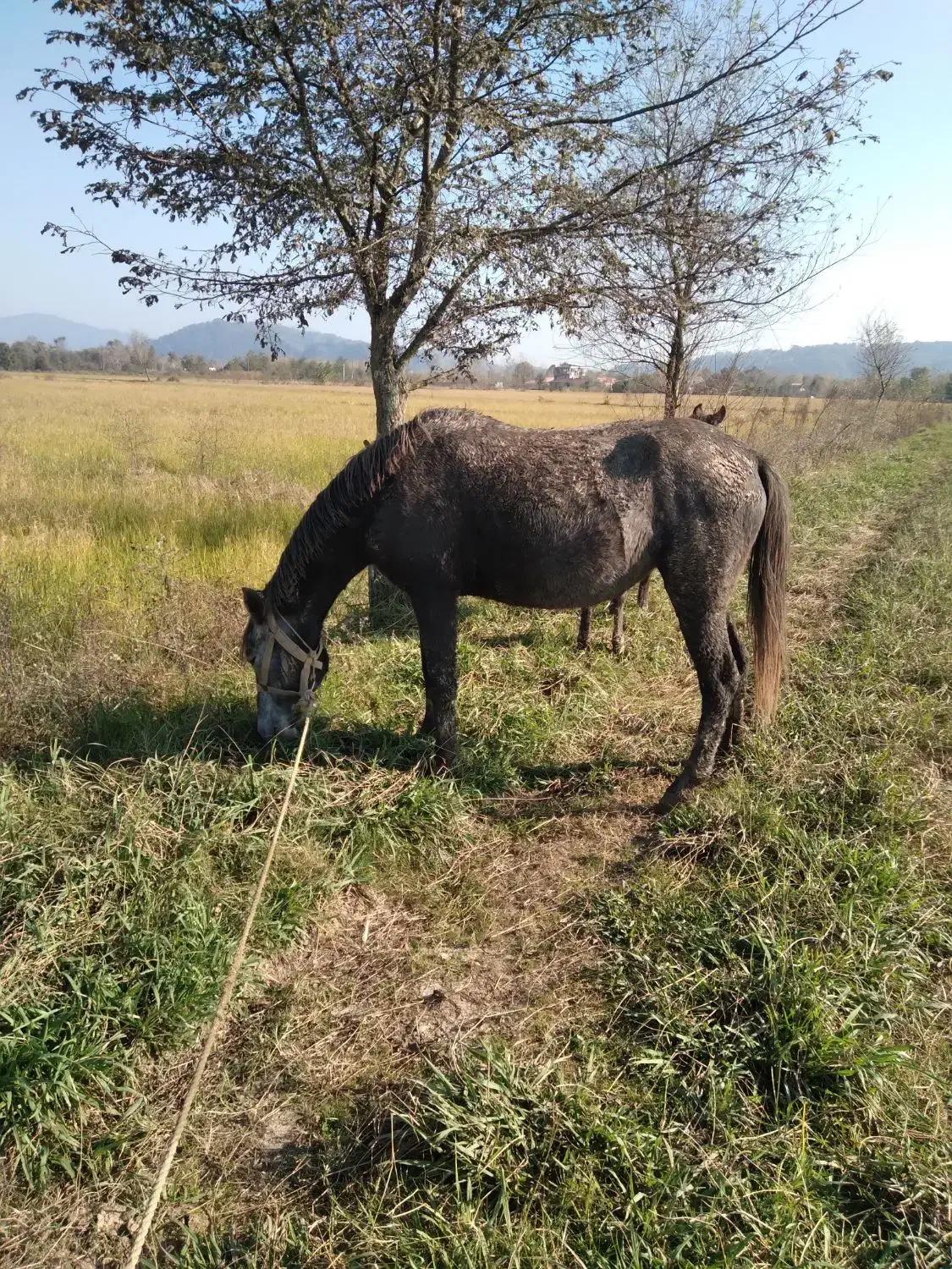 مادیان با اسب کره|اسب و تجهیزات اسبسواری|لاهیجان, آهندان|دیوار