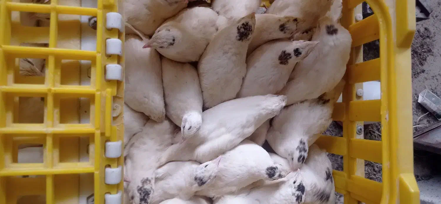 بلدرچین هلندی سفید بلدرچین نر ژاپنی تعداد 200عدد|حیوانات مزرعه|کهریزک, |دیوار