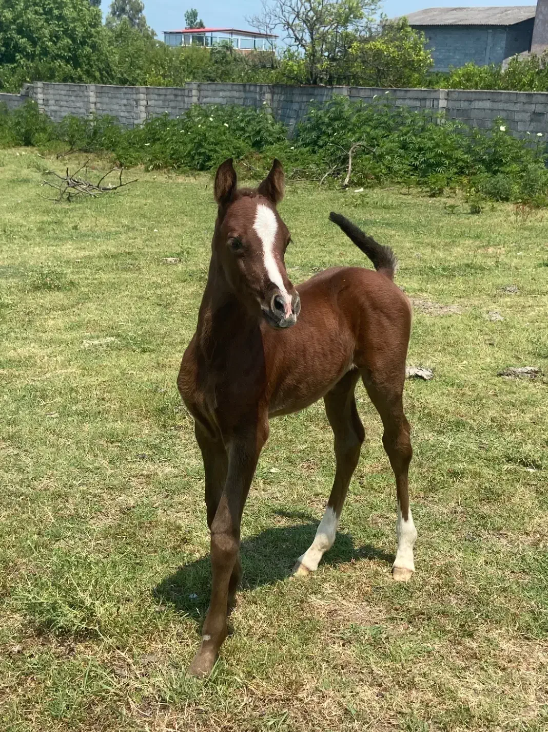 اسب فروشی|اسب و تجهیزات اسب‌سواری|نوشهر, |دیوار