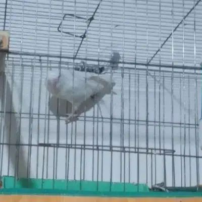 طوطی برزیلی و عروس هلندی|پرنده|خرمشهر, |دیوار