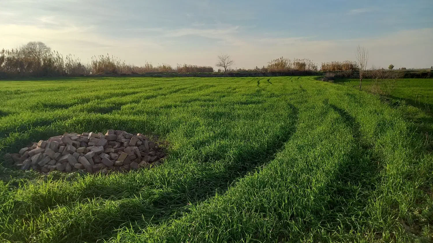 اجاره یک ساله|اجارهٔ دفتر صنعتی، کشاورزی، تجاری|آق قلا, |دیوار