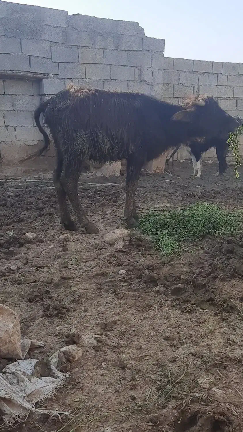 گاومیش|حیوانات مزرعه|گتوند, |دیوار