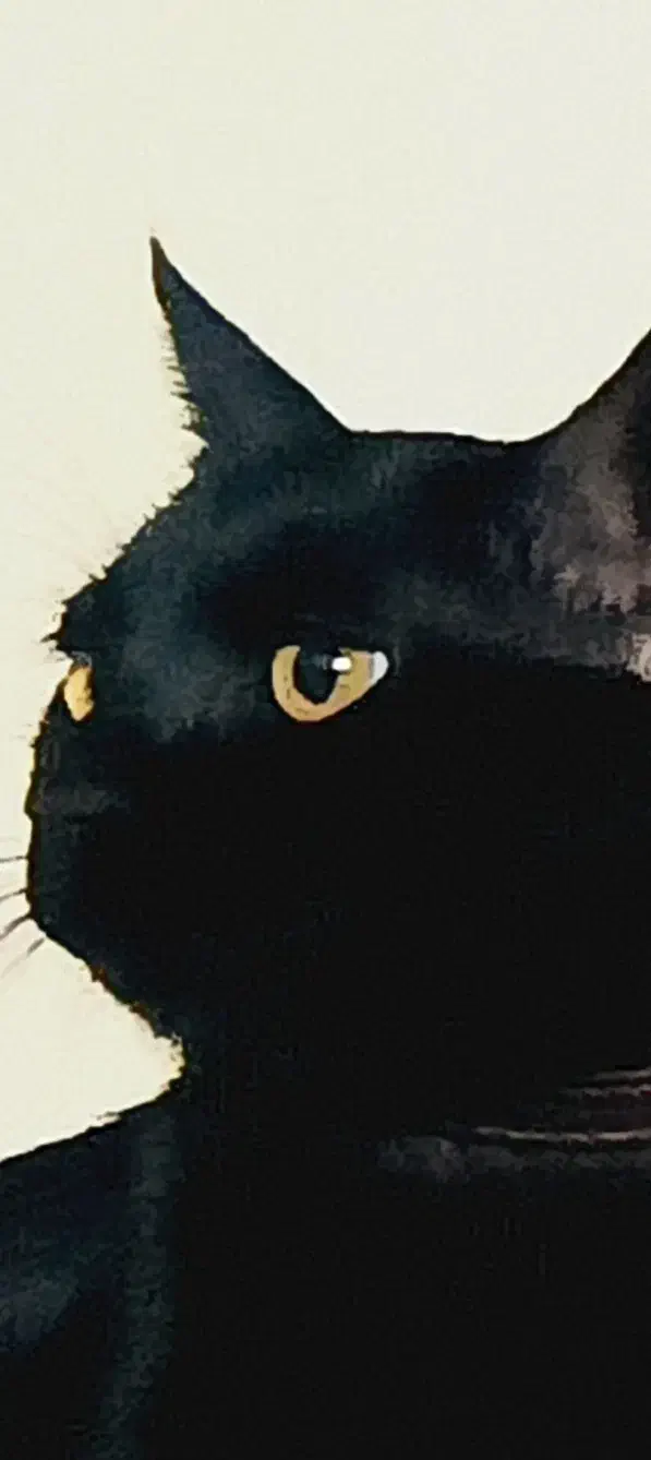 واگذاری کیتی دارکه، گربه ای همدم و دوست داشتنی|گربه|قم, دورشهر|دیوار