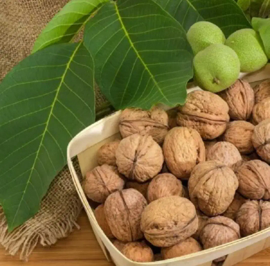 گردوی محلی تازه|عمدهفروشی|شیراز, نارنجستان|دیوار