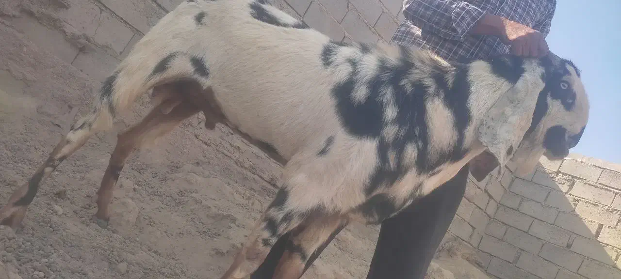 نر بز پنجابی اصل پاکستان|حیوانات مزرعه|هامون, |دیوار