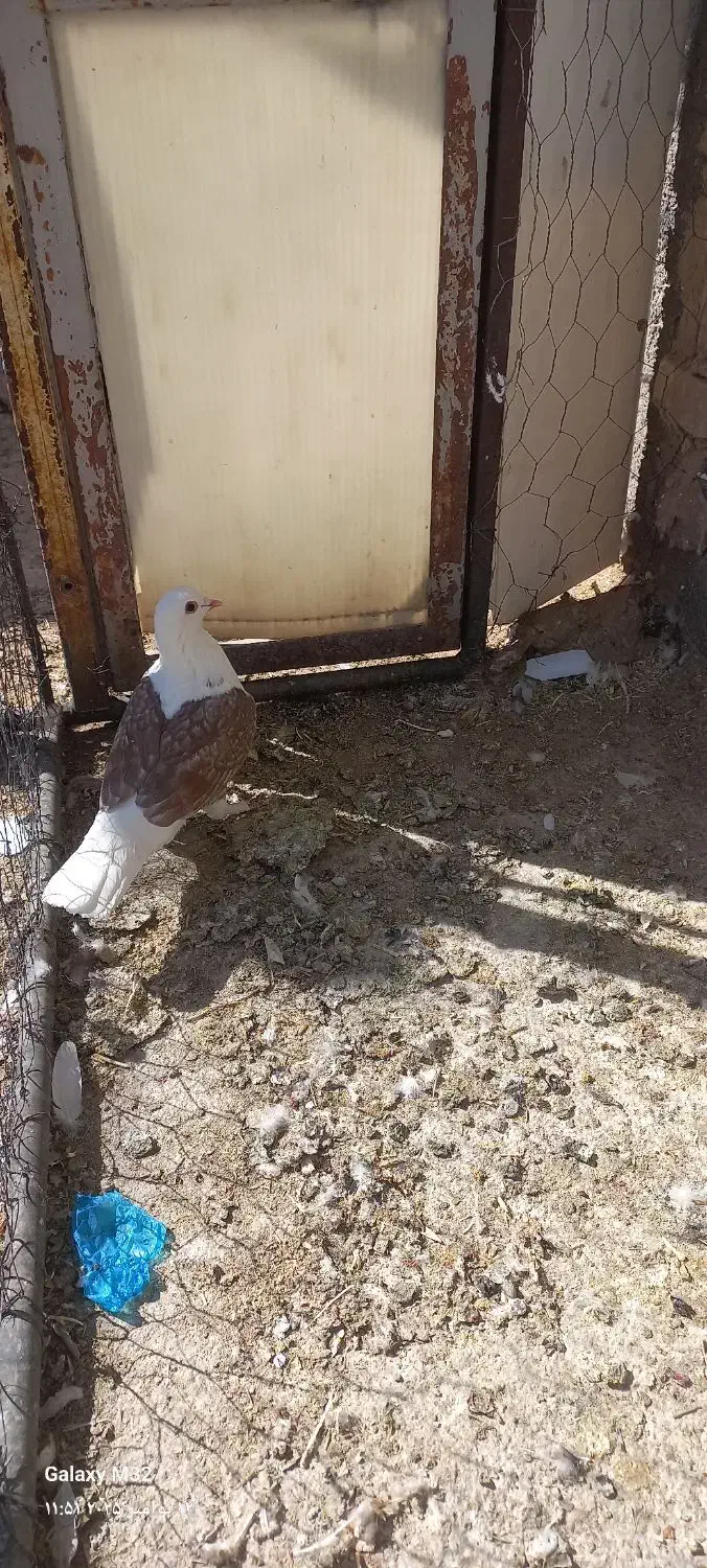 کبوتر فردوس|پرنده|فردوس (خراسان), |دیوار