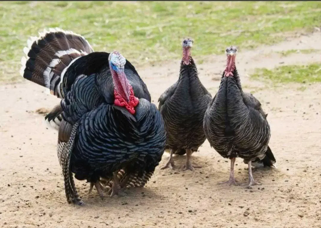 بقلمون ۳نر۷مایه|حیوانات مزرعه|سوق, |دیوار