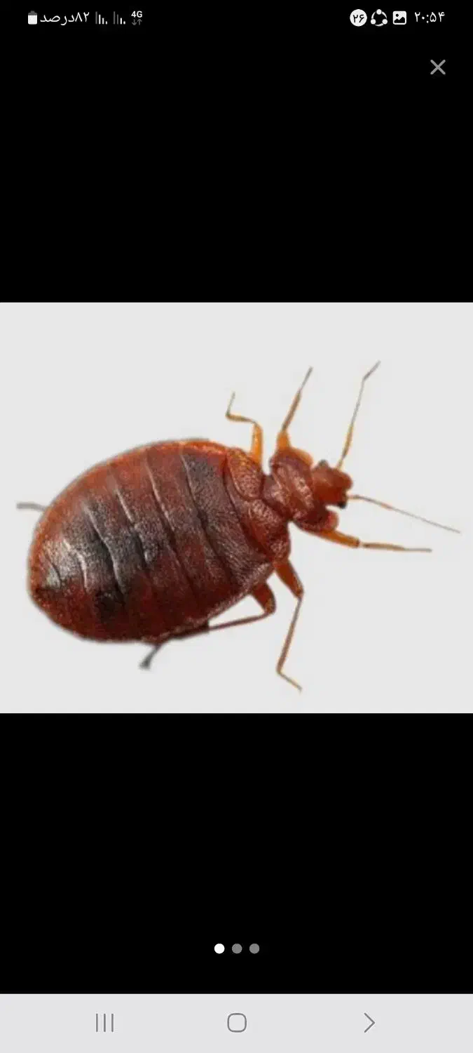 سمپاشی حشرات ۱۰۰ تضمینی کل حشرات وغیره شرکت تندیس|خدمات نظافت|تهران, فاطمی|دیوار