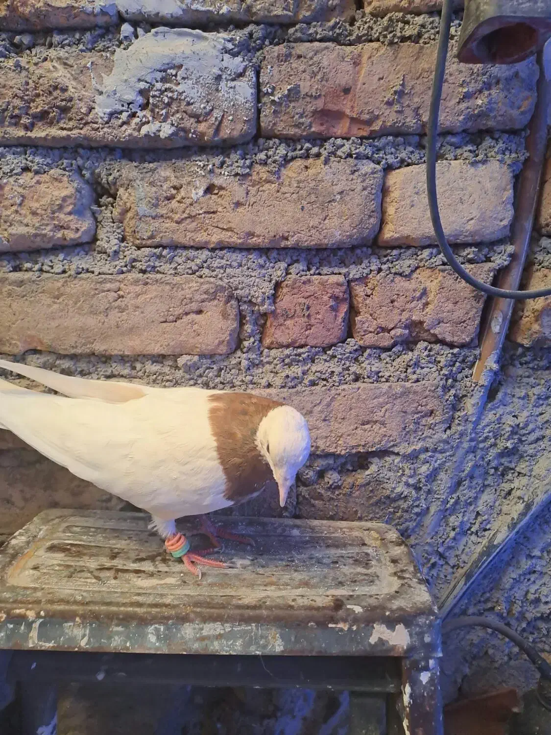 چهارتا ماده ی نر طوقی|پرنده|قرچک, باقرآباد|دیوار