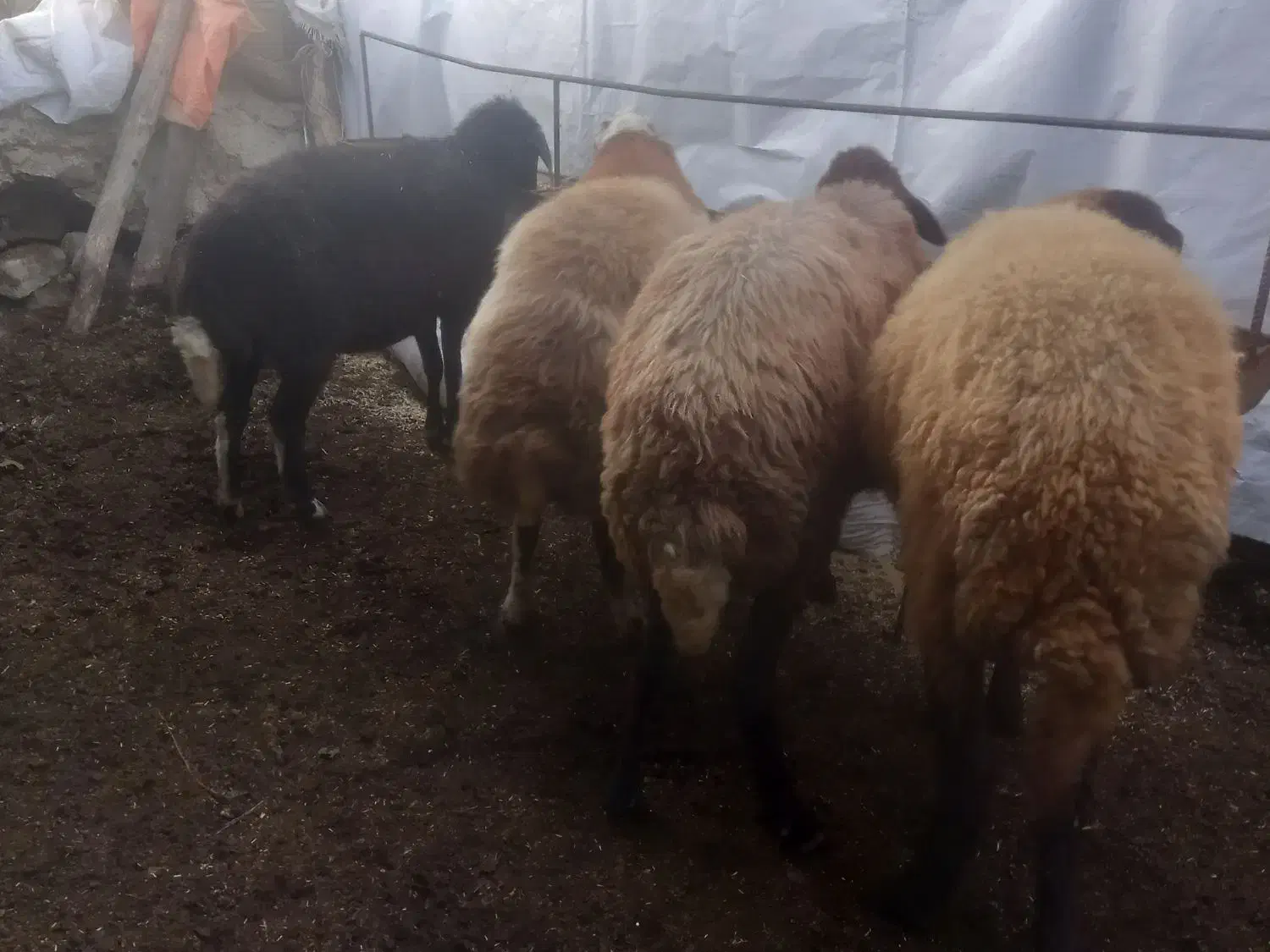 گوسفند جوان گله ای|حیوانات مزرعه|رامیان, |دیوار