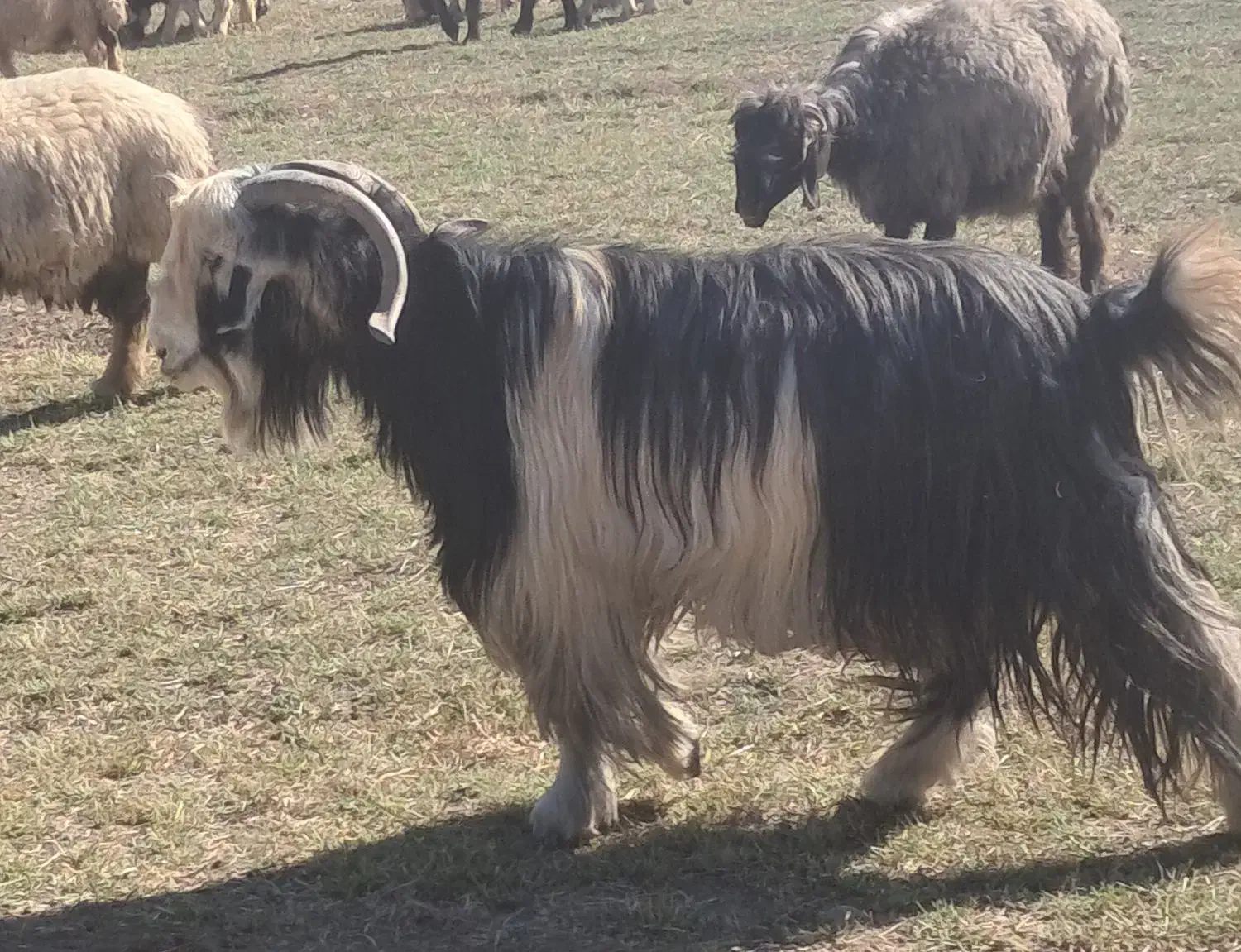 دوبر جلو رو|حیوانات مزرعه|اردل, |دیوار