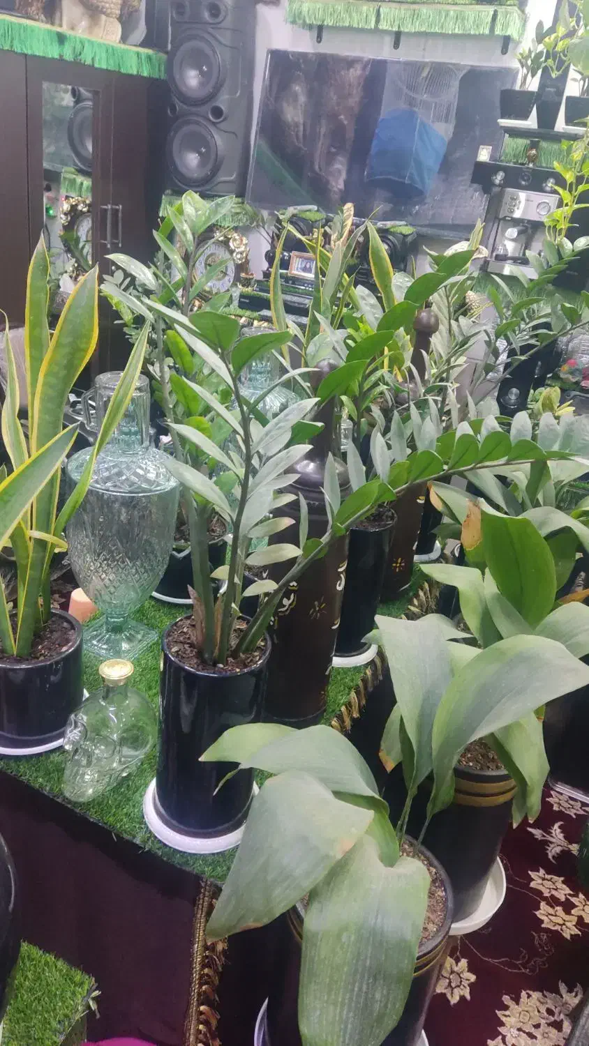 گل وگیاه|گل و گیاه طبیعی|فسا, |دیوار