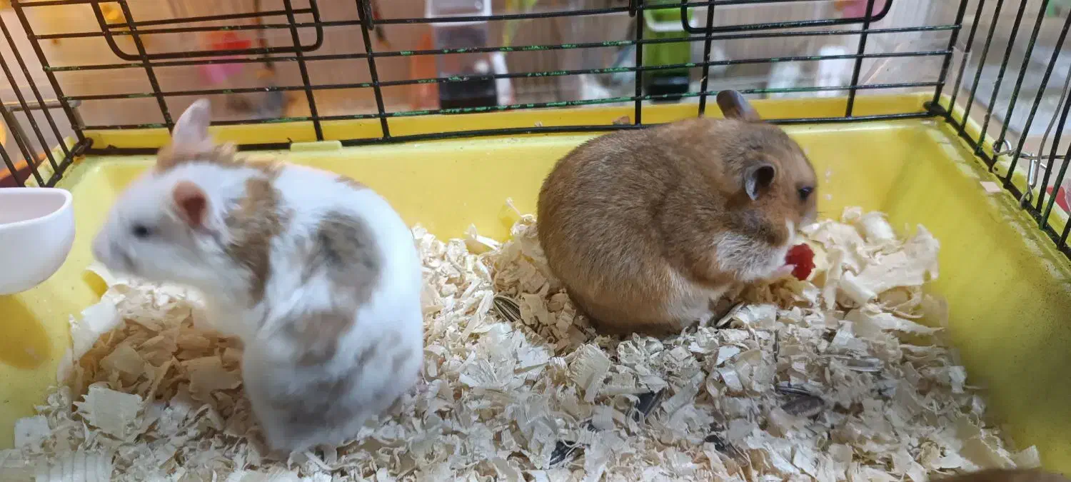 همستر دستی خانگی|موش و خرگوش|مشگین شهر, |دیوار