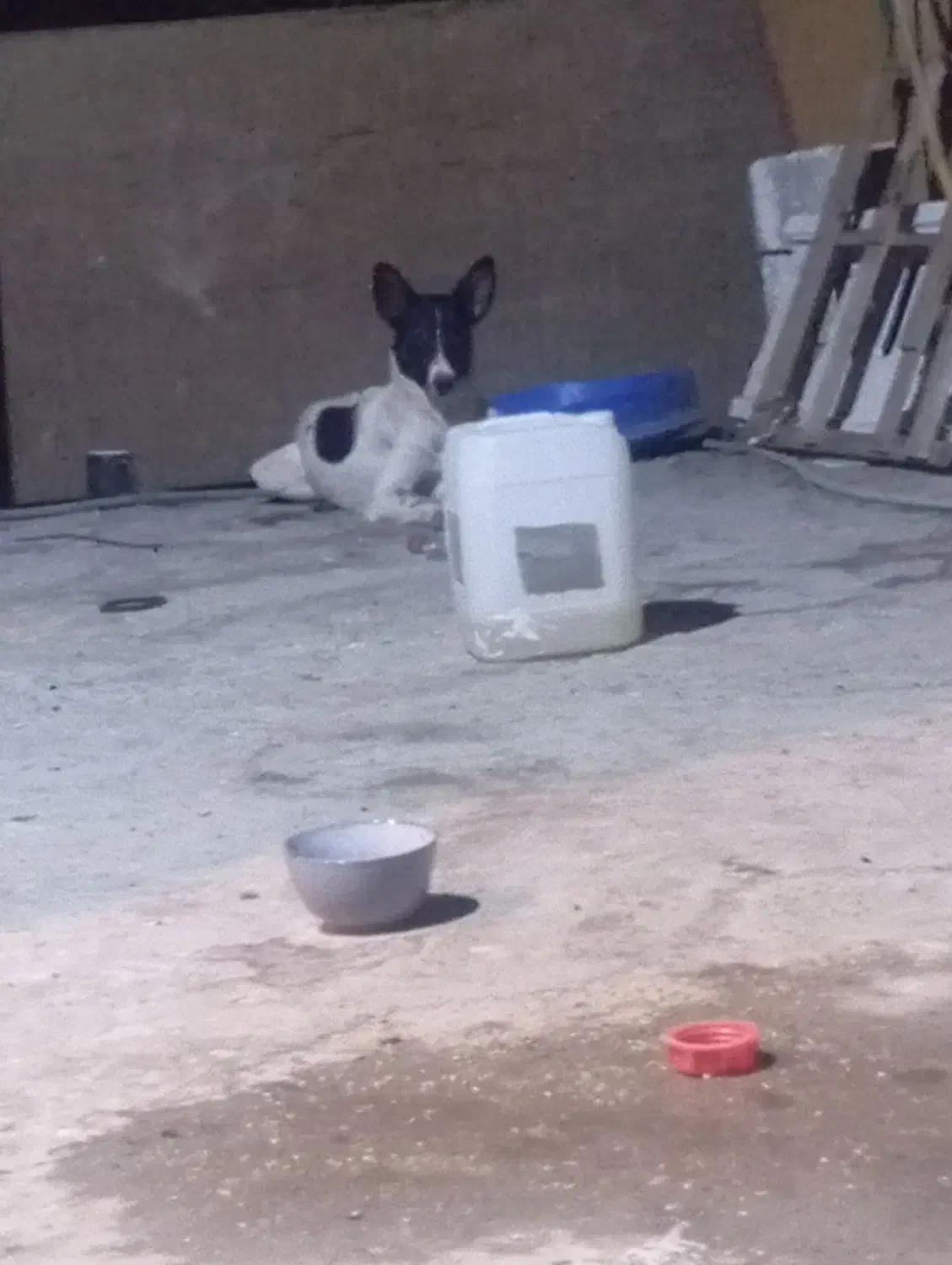 سگ سرابی واگذارمیشود|سگ|آبادان, |دیوار