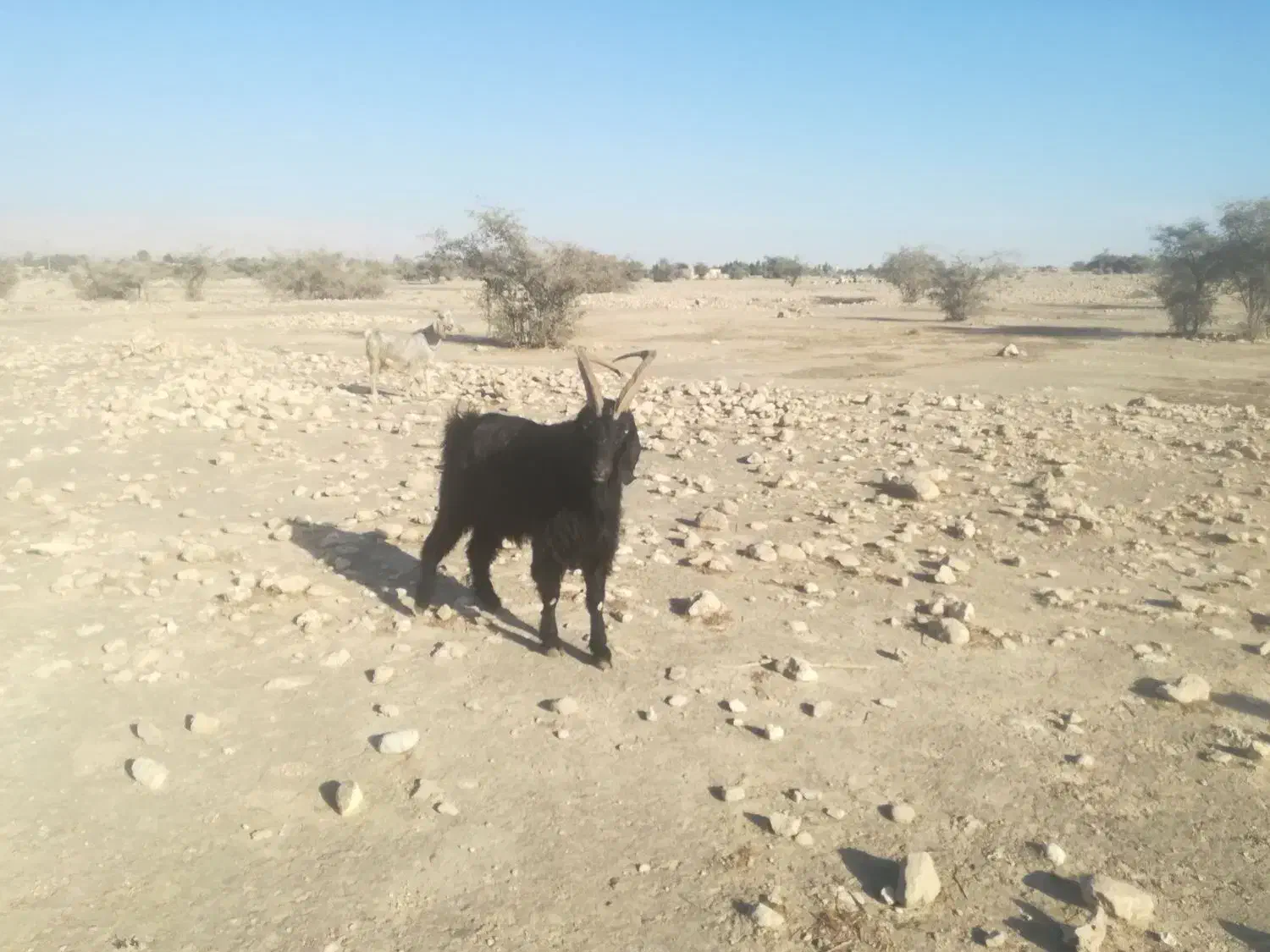 فروش پازن ترکی اصل|حیوانات مزرعه|لامرد, |دیوار