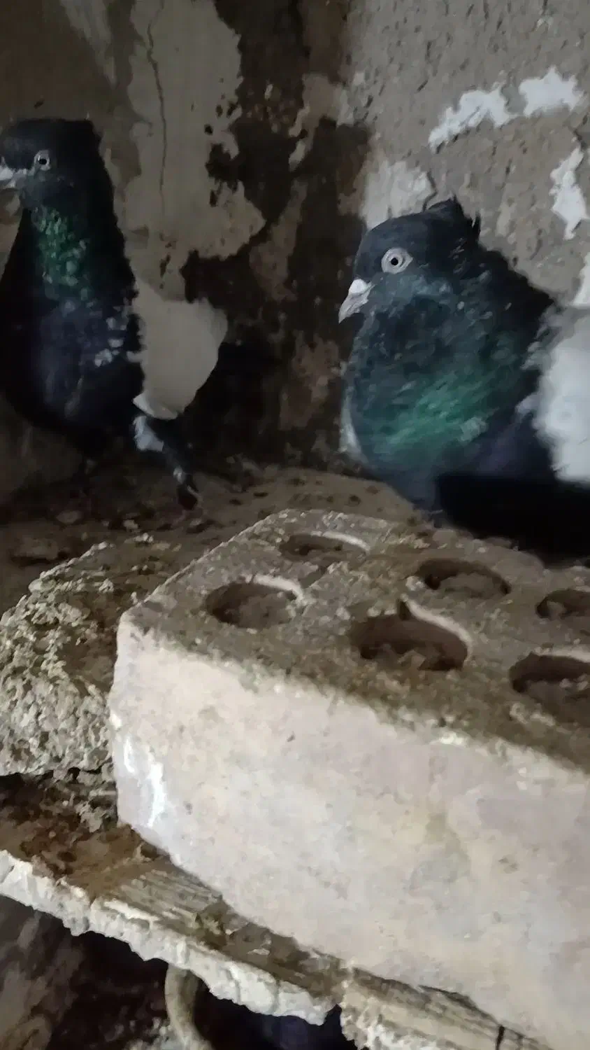 سلام چندفروشی|پرنده|زرند, |دیوار