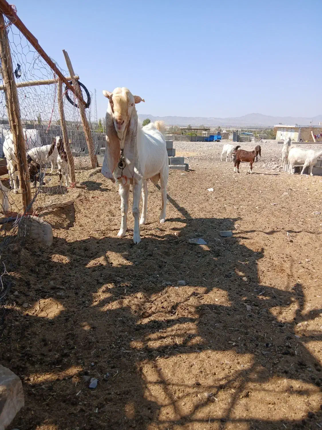 نری گلابی فروشی|حیوانات مزرعه|صوغان, |دیوار